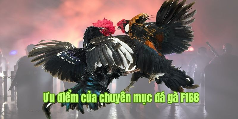 Trực Tiếp Đá Gà - Địa Điểm Cá Cược Nảy Lửa, Hấp Dẫn Tại F168 Sân chơi mang đến dịch vụ chất lượng cùng những ưu điểm vượt trội